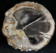 Petrified Wood Slab - Sweethome, Oregon #28242-1